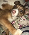Bailey Brandy