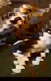 Barney Beagle