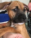 Hazel Boxer *LOCAL* MEET ME!