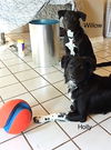 Willow & Holly *BONDED PAIR*