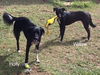 Willow & Holly *BONDED PAIR*