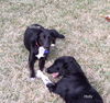 Willow & Holly *BONDED PAIR*