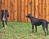 Willow & Holly *BONDED PAIR*