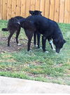 Willow & Holly *BONDED PAIR*