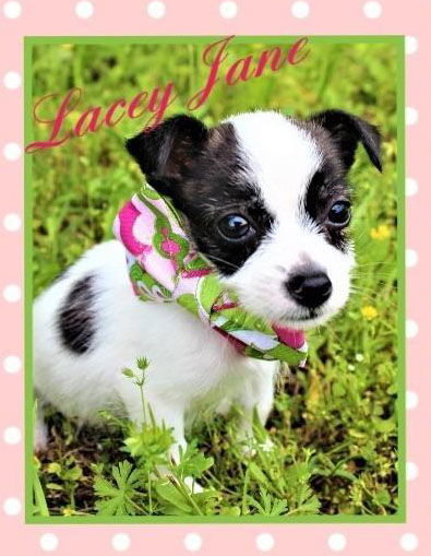 Lacey Jane Tiny Terrier *LOCAL*