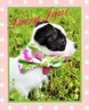 Lacey Jane Tiny Terrier *LOCAL*