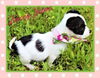 Lacey Jane Tiny Terrier *LOCAL*