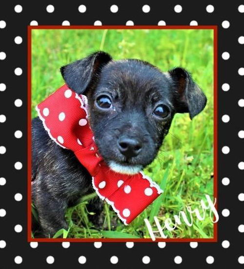 Henry Tiny Terrier *LOCAL* MEET ME!