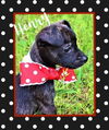 Henry Tiny Terrier *LOCAL* MEET ME!