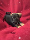 Ryder Olive