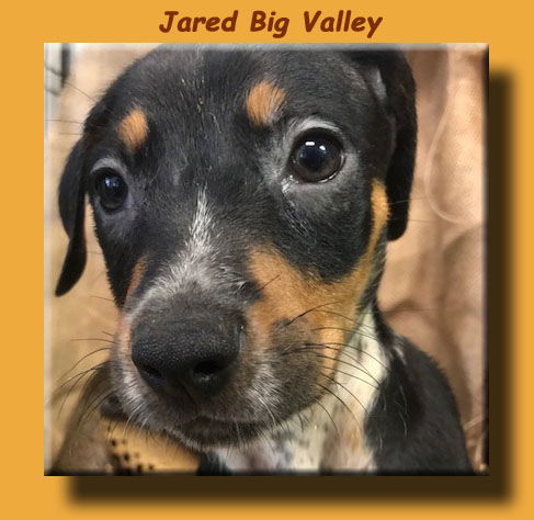 Jared Big Valley *MEET ME AT AA!*