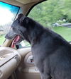 Callie O’Malley *LOCAL*