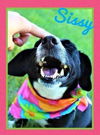 Sissy *MEET ME AT AA!*