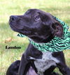 Landon *LOCAL*
