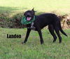 Landon *LOCAL*