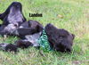Landon *LOCAL*
