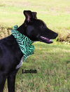 Landon *LOCAL*