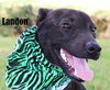 Landon *LOCAL*