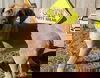Genie Construction *LOCAL*