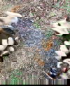 Queenie Garden *LOCAL*