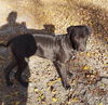 Yogi Berra *LOCAL* MEET ME!