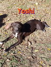 Yoshi Berra *LOCAL*