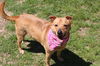 Millie *MEET ME AT AA!*