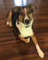 Bailey *LOCAL*