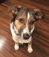 Bailey *LOCAL*