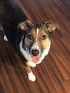 Bailey *LOCAL*