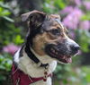 Bailey *LOCAL*