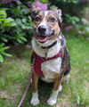 Bailey *LOCAL*