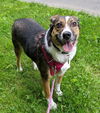 Bailey *LOCAL*