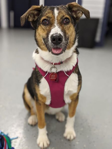 Bailey *LOCAL*
