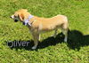 Oliver Greenacres *MEET ME AT AA*