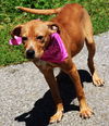 Nala (aka Brown Sugar) *LOCAL* MEET ME!