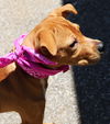 Nala (aka Brown Sugar) *LOCAL* MEET ME!