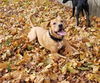 Nala (aka Brown Sugar) *LOCAL* MEET ME!