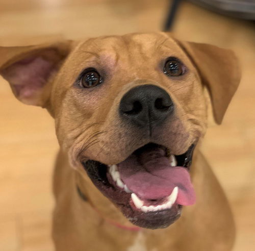 Nala (aka Brown Sugar) *LOCAL* MEET ME!