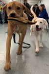 Nala (aka Brown Sugar) *LOCAL* MEET ME!