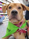 Nala (aka Brown Sugar) *LOCAL* MEET ME!