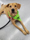 Nala (aka Brown Sugar) *LOCAL* MEET ME!