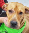 Nala (aka Brown Sugar) *LOCAL* MEET ME!