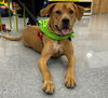 Nala (aka Brown Sugar) *LOCAL* MEET ME!