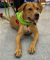 Nala (aka Brown Sugar) *LOCAL* MEET ME!