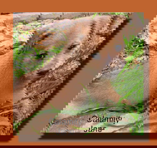 Calamity Jane Outlaw *LOCAL*