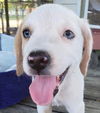 Nova Paisley (aka Simon) *LOCAL* MEET ME!