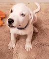 Nova Paisley (aka Simon) *LOCAL* MEET ME!