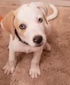 Nova Paisley (aka Simon) *LOCAL* MEET ME!