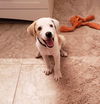 Nova Paisley (aka Simon) *LOCAL* MEET ME!